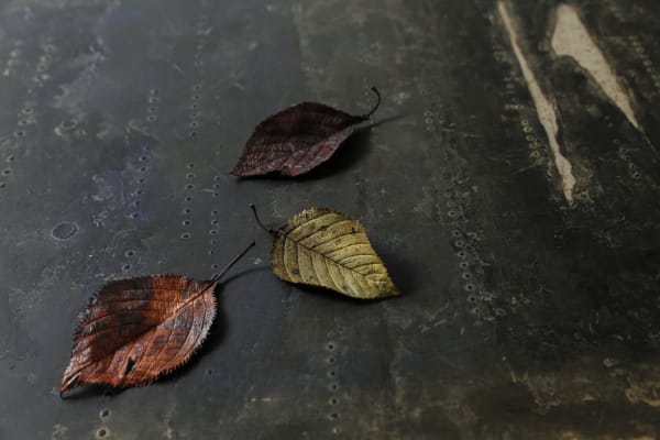 3 4 B17305 Cherry Red Leaf