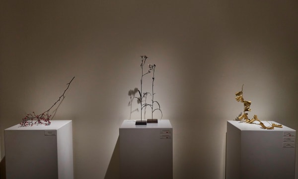 Shotasuzuki 0002 Sh D Flt