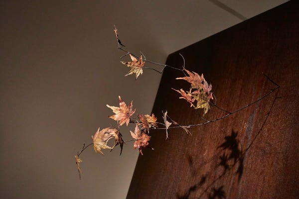 Shotasuzuki 0011 Sh D Srgb