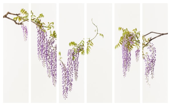 Artist Spotlight: Takashi Tomo-oka, The Art of Plant Beauty: Pictorial Revelations