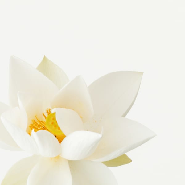 A Lotus in Bloom