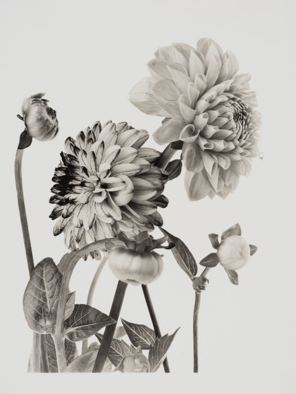 Dahlien 05A S Pd 3040