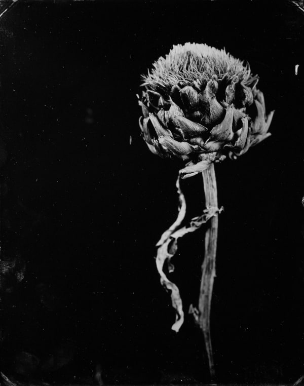 Steffen Diemer - Alge, WVZ 947, 947