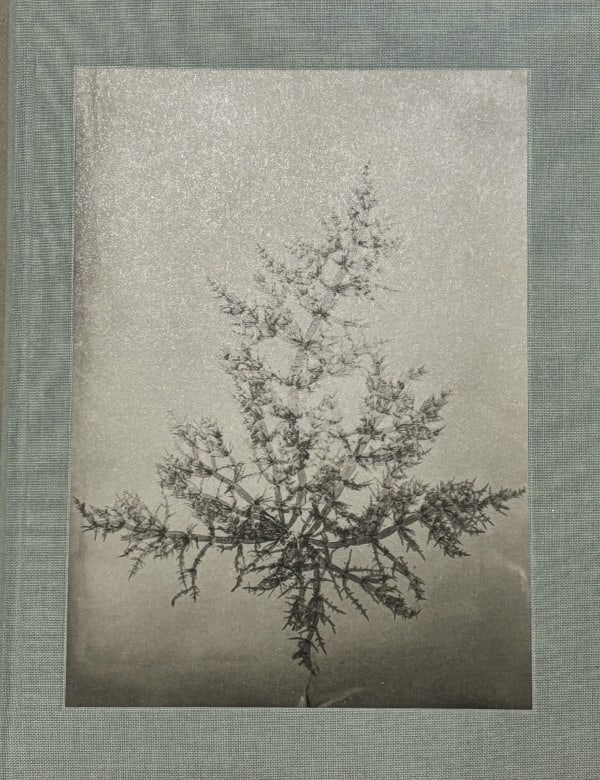 Steffen Diemer | Wakame