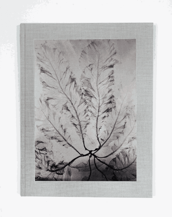 Steffen Diemer | Wakame