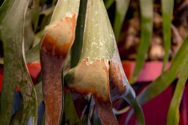 Installation view of the exhibition Enfermedades Preciosas by Cecilia Avendaño at Sala de Arte CCU. Santiago, October 2019. Credit: Sebastián González, courtesy of Isabel Croxatto Galería.