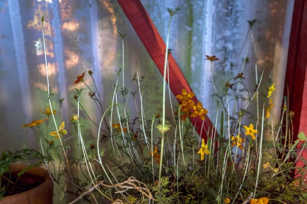 Installation view of the exhibition Enfermedades Preciosas by Cecilia Avendaño at Sala de Arte CCU. Santiago, October 2019. Credit: Sebastián González, courtesy of Isabel Croxatto Galería.