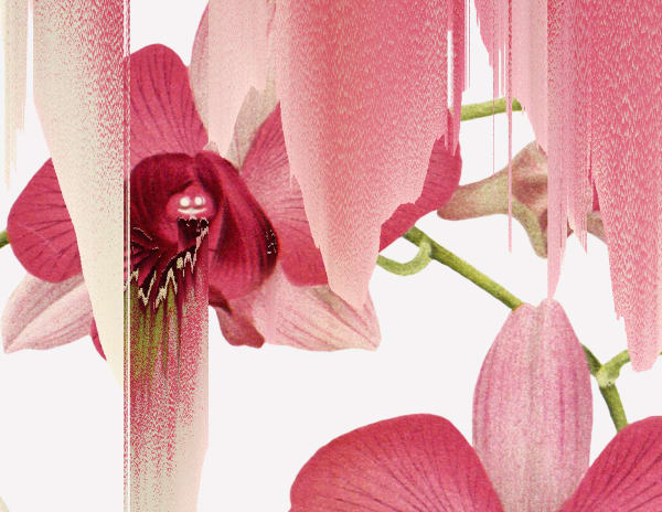 AFTER NATURE | ANDREA WOLF ONLINE EXCLUSIVE