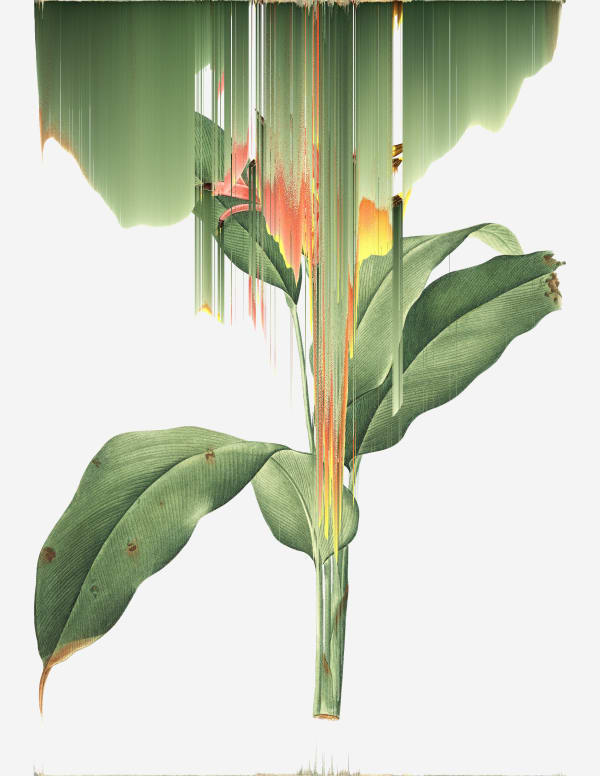 Andrea Wolf, Heliconia Psittacorum, var. 018.