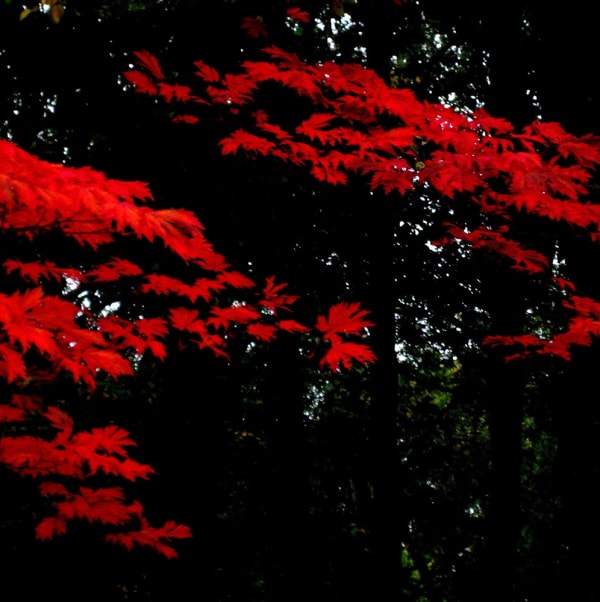 Peter-Cornell Richter #022167 Rot, 1/3, 2012/2020 Photography, pigment print on paper 29,5 x 29,5 cm (Passepartout 50 x 50 cm)