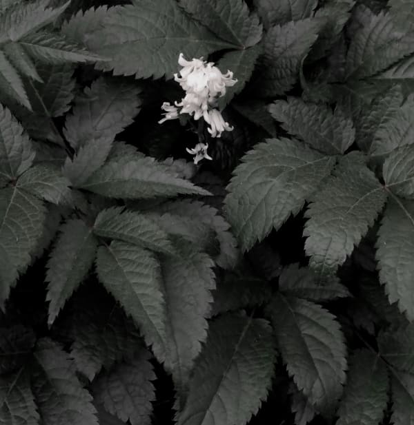 Peter-Cornell Richter #022172 o.T. (Glockenblume), 1/3, 2016 Photography, pigment print on paper 29,5 x 28,8 cm