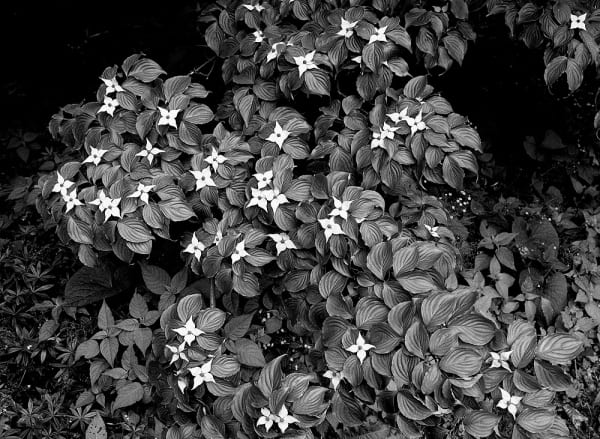 Peter-Cornell Richter, #022162 Dogwood, 1/3, 1996/2020