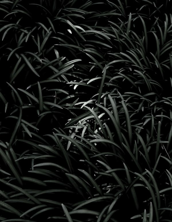 Peter-Cornell Richter #022152 o.T. (Gras im Abendlicht), 1/3, 2018 Photography, pigment print on paper 34,5 x 26,7 cm