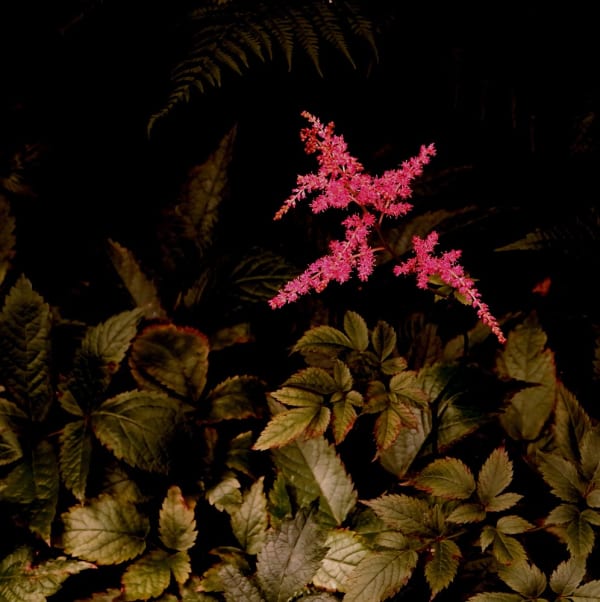 Peter-Cornell Richter #022168 „Pink“, 1/3, 2018/2020 Photography, pigment print on paper 29,5 x 29,5 cm (Passepartout 50 x 40 cm)