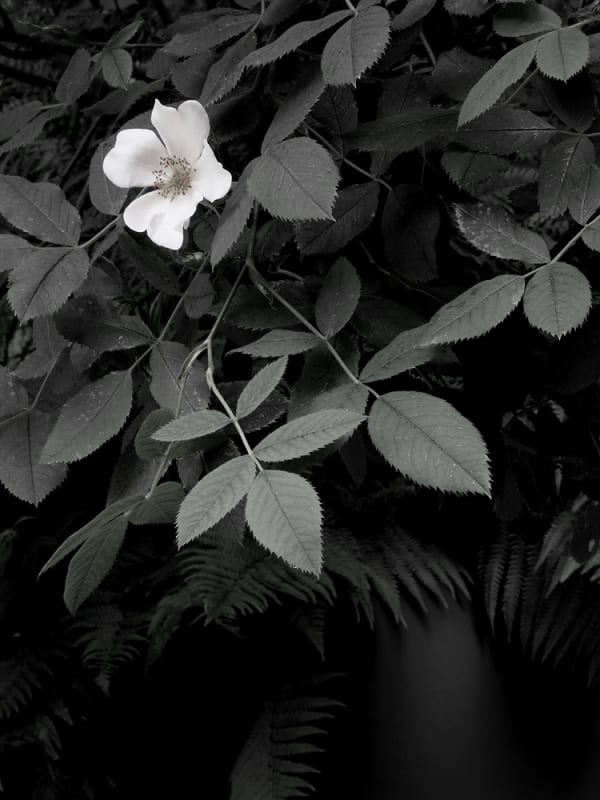 Peter-Cornell Richter #022149 Kleine Rose, 1/3, 2020 Photography, pigment print on paper 34,5 x 25,9 cm