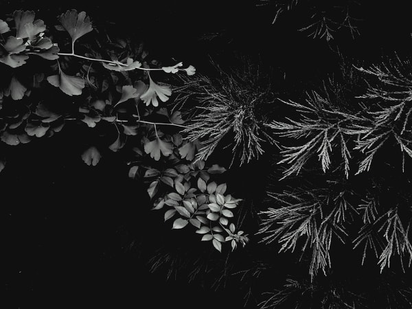 Peter-Cornell Richter, #022159 Drei im Abendlicht, 1/3, 2017