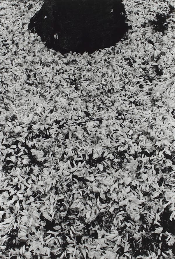 Peter-Cornell Richter, #020424 Gefallene Blüten, 1978