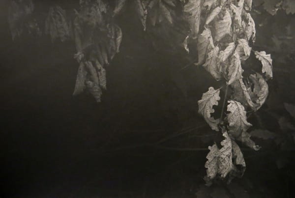 Peter-Cornell Richter #022156 Vergessene Blätter, 1/3, 2014 Photography, pigment print on paper 23,5 x 35 cm