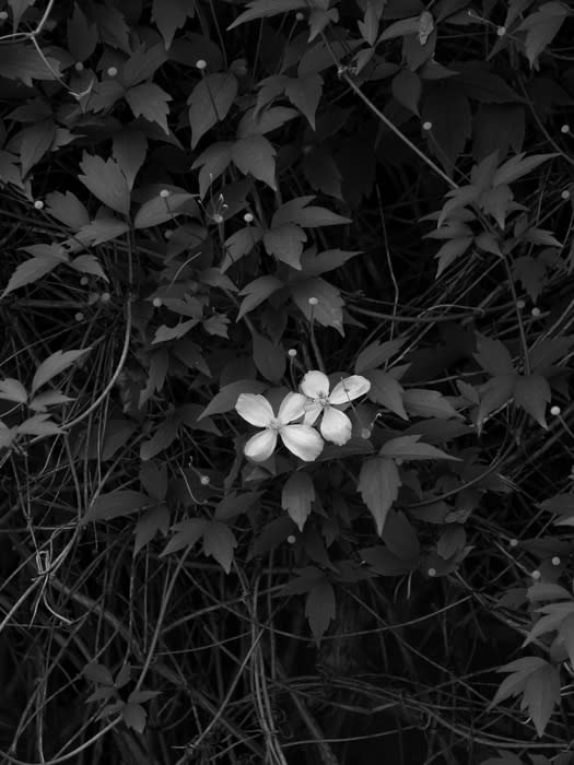 Peter-Cornell Richter, #021351 The little White in my Garden, 5/11, 2015
