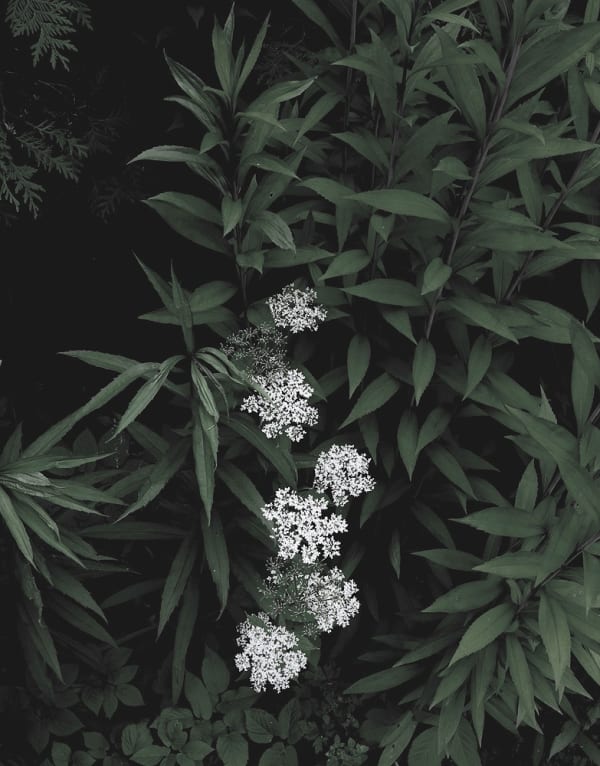 Peter-Cornell Richter #022166 o.T. (Weiße Blüten), 1/3, 2015 Photography, pigment print on paper 34,4 x 27 cm (Passepartout 50 x 40 cm)