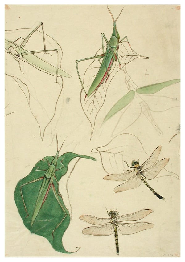 Malerei, #006674 Libellen und Grashüpfer auf Blättern, Meiji-Zeit (1868-1912), 19. Jahrhundert