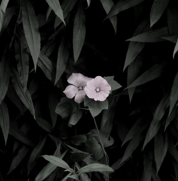 Peter-Cornell Richter #022170 Kleine Malve, 1/3, 2016 Photography, pigment print on paper 30,5 x 30,1 cm (Passepartout 50 x 40 cm)