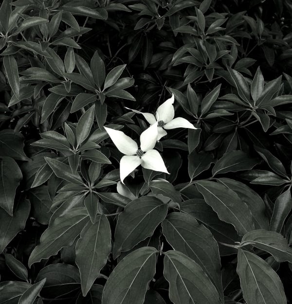 Peter-Cornell Richter #022151 Dogwood, 1/3, 2019 Photography, pigment print on paper 29,5 x 28,4 cm (Passepartout 50 x 40 cm)