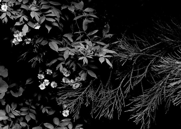 Peter-Cornell Richter, #022161 Drei im Abendlicht, 1/3, 2019