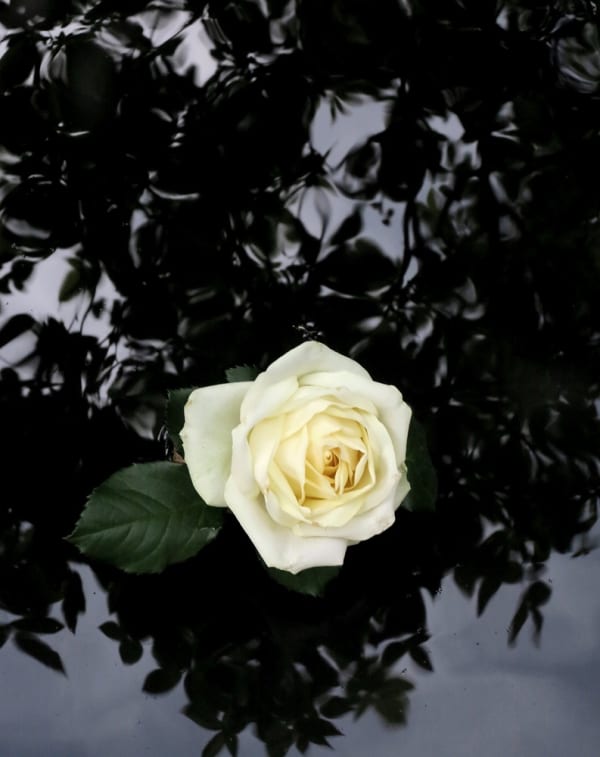 Peter-Cornell Richter #022171 Bergamo Rose, epr. (épreuve), 2020 Photography, pigment print on paper 34,5 x 27,4 cm