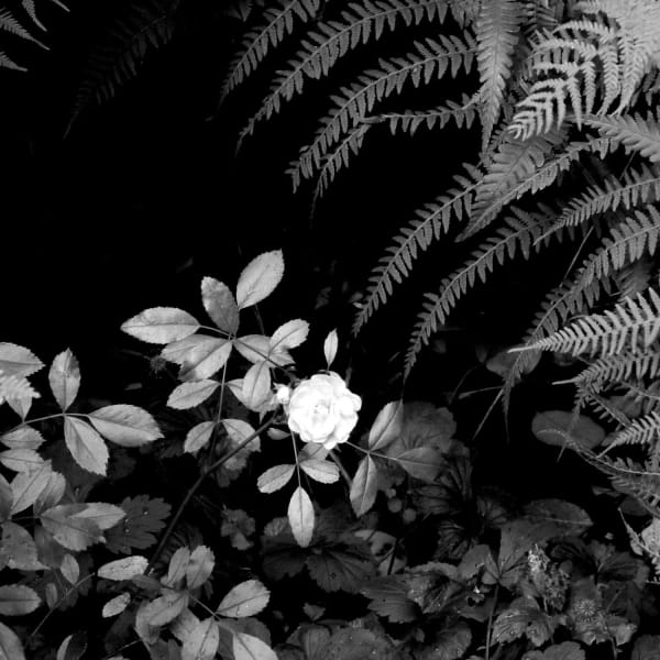 Peter-Cornell Richter (1936-2022)