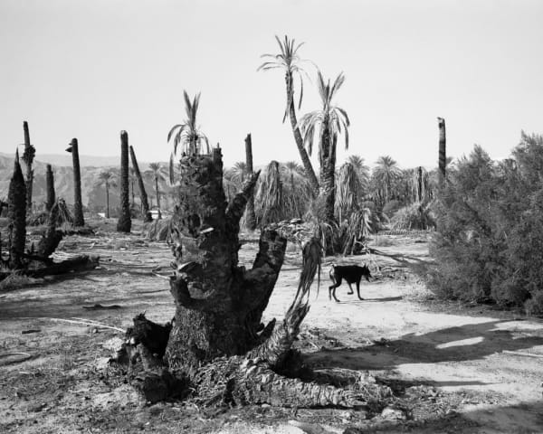 Mimi Plumb, Palm Desert, 1987