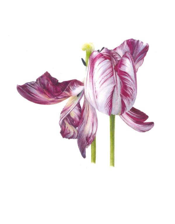 Fiona Strickland: Tulipa