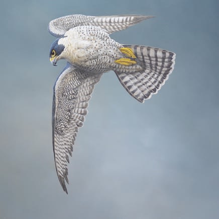 Tim Hayward : Birds of Prey