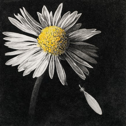 Rosie Sanders : Blow