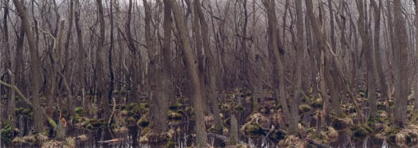 Dem017 Wald Radikales Querformat