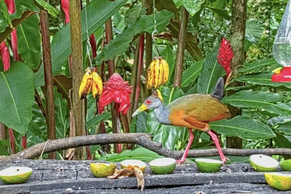 Michi Meko in Oneness That Is, Too