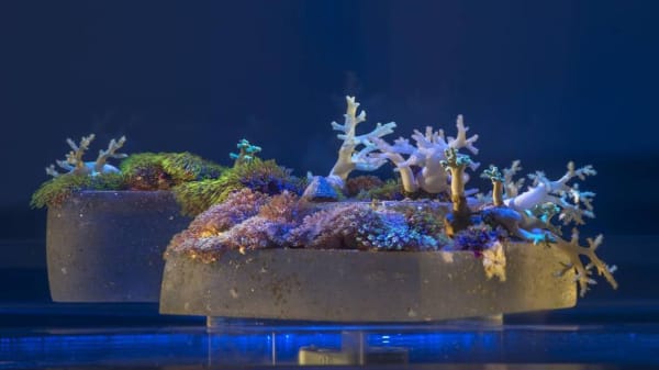 Prior to its presentation at Grand Arts, a smaller version of “Tank” debuted at “Prospect.3,” the international contemporary art triennial in New Orleans. E. G. SCHEMPF E.G. SCHEMPF