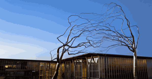 Roxy Paine's Conjoined | Modern Art Museum of Fort Worth
