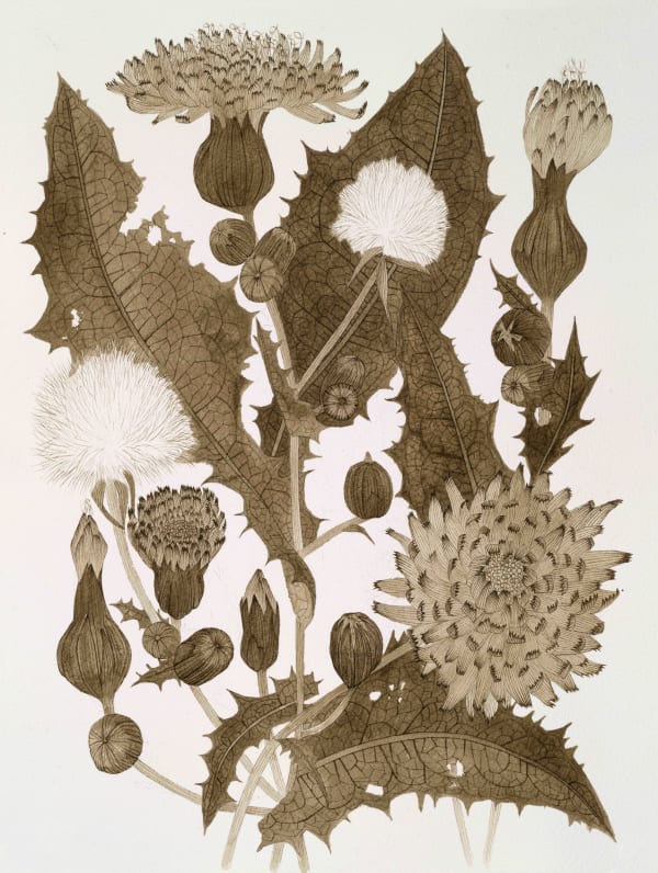 Margot Glass - White Campion, 2021