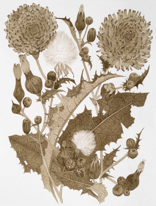 Margot Glass - White Campion, 2021
