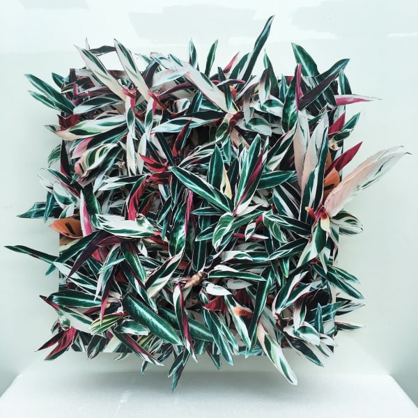 Hong Kong Flora