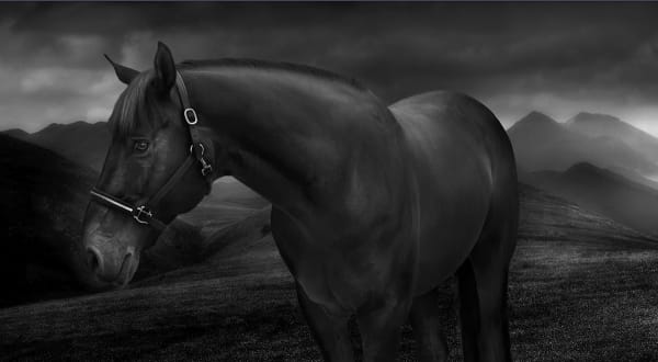 Jean-Michel Berts Horses 1, 2018 Tirage lambda contrecollé sur aluminium, encadré 100 x 160 cm (39 x 63 in) Édition de 8 exemplaires + 2 EA