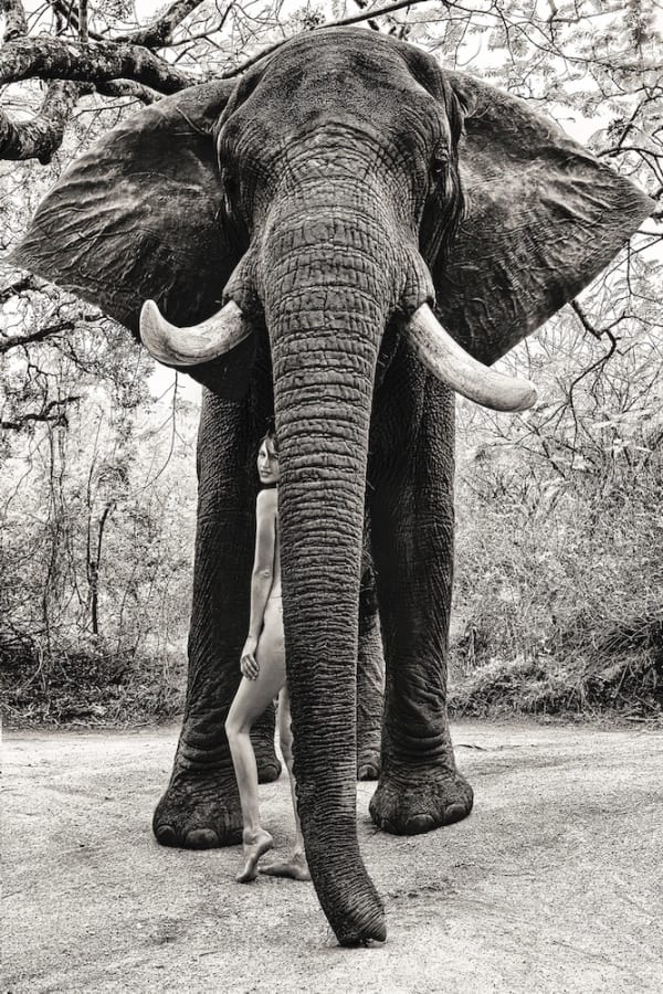 Cécile Plaisance Under Tembo's Protection, 2022 Print on premium satin paper, laminated on dibon, Wengue frame 173 x 122 cm (68 x 48 in) Edition of 8 + 2AP