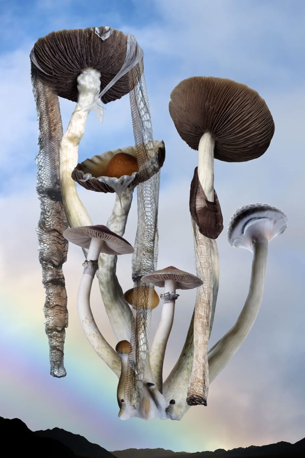Naida Osline, Alacabenzi Mushrooms (Psilocybe cubensis)