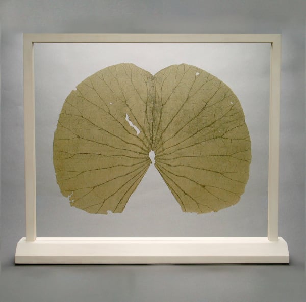 Gabriel Orozco, Lotus Leaves (The Full Leaf), 2004
