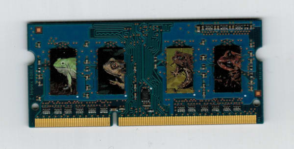 Axel Wilhite, Memories of Frogs - 2017