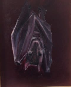 Kim Kimbro, Bat Study - 2017