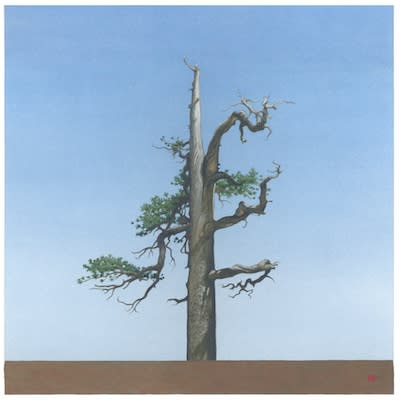 Greg Rose, Throop Tree (N34*21.178+ W117*47.957) - 2013