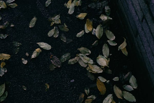 London leaves, 2016