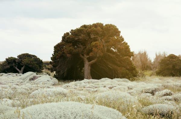 The magic tree, 2018